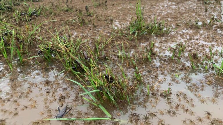 Spiders and snakes swarm Australian homes as they flee record floods
