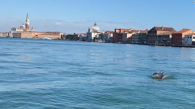 Dolphins take a swim up Venice’s Grand Canal