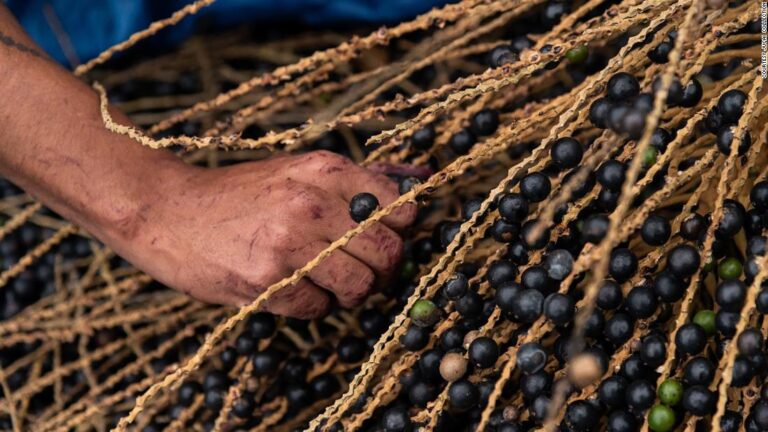 A superfood could help save an endangered Brazilian forest