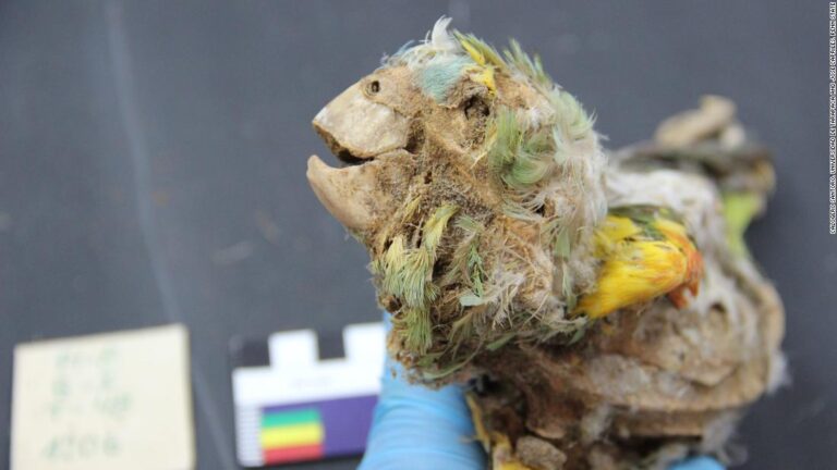 These ancient Americans mummified parrots. No one knows why
