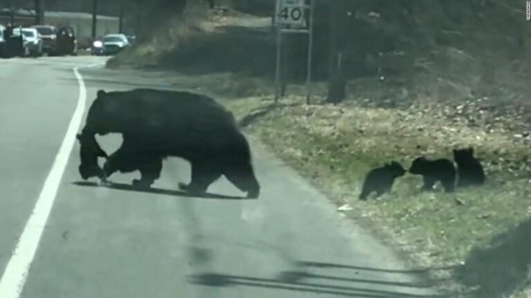 Mama bear has paws full getting cubs across road