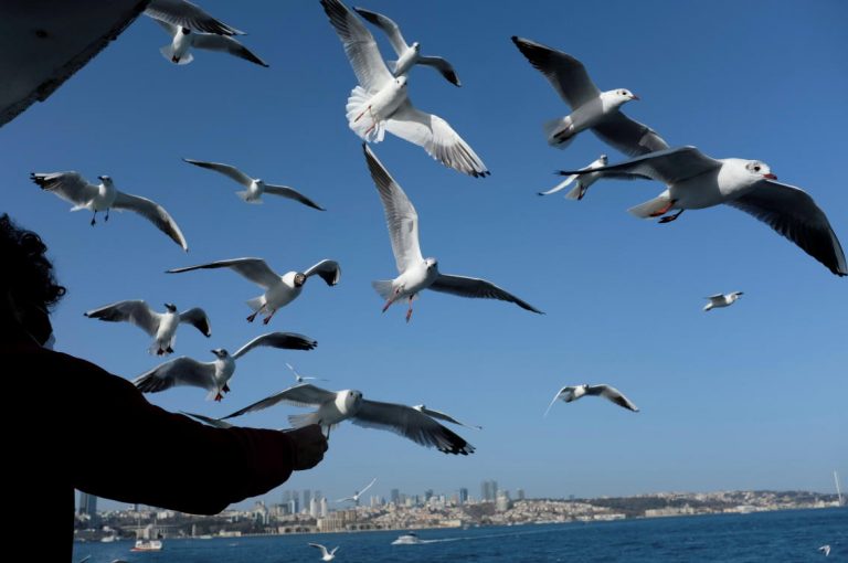 Turkey, Oman and Bahrain among ‘bondfire’ fragile five