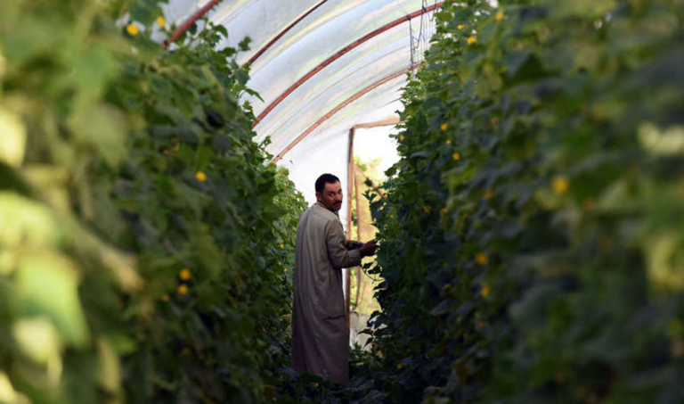 Russian shipping line launched to export Egyptian crops