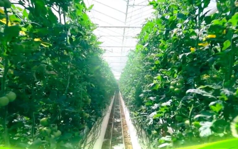 Shuaa leads $50m finance deal for Pure Harvest Smart Farms as it targets Saudi Arabia