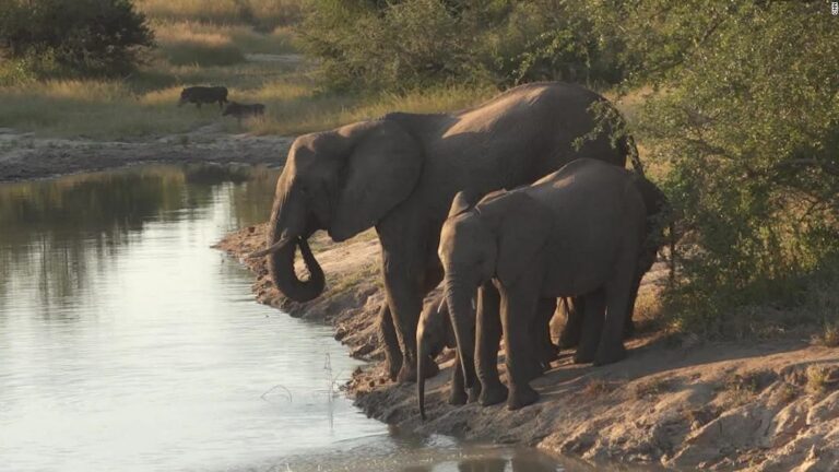Suspected poacher trampled to death by elephants