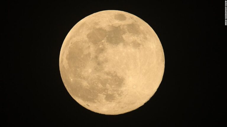 UK space agency hunts for ‘moon trees’ grown from seeds that went on Apollo 14 lunar mission