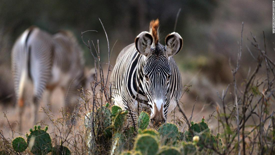 What it takes to protect the world’s most endangered zebra | The