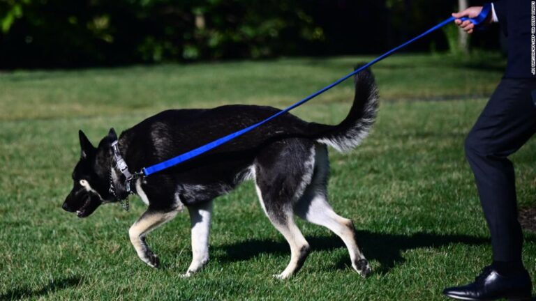 Major Biden to get training after two biting incidents