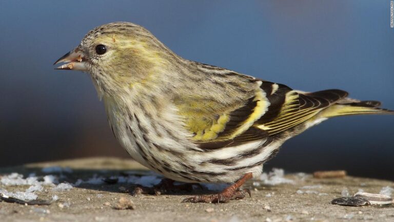 Salmonella infections in 8 states could be tied to wild songbirds, CDC says