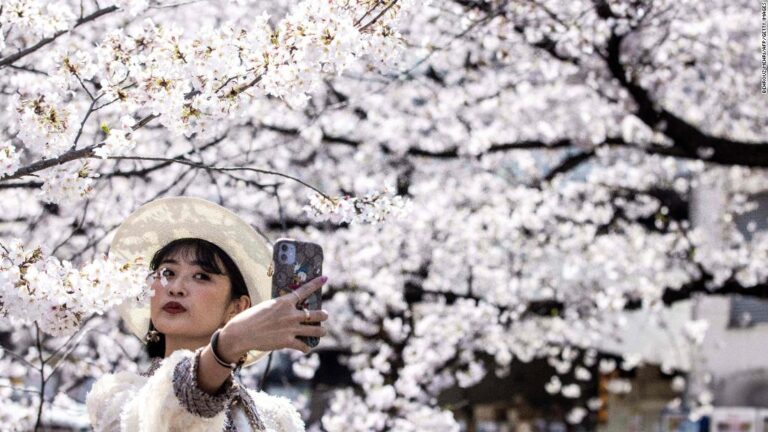 Japan just recorded its earliest cherry blossom bloom in 1,200 years as impact of climate crisis intensifies