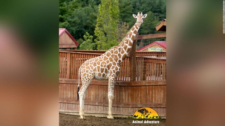 April the Giraffe, who became a worldwide sensation for giving birth in 2017, has died
