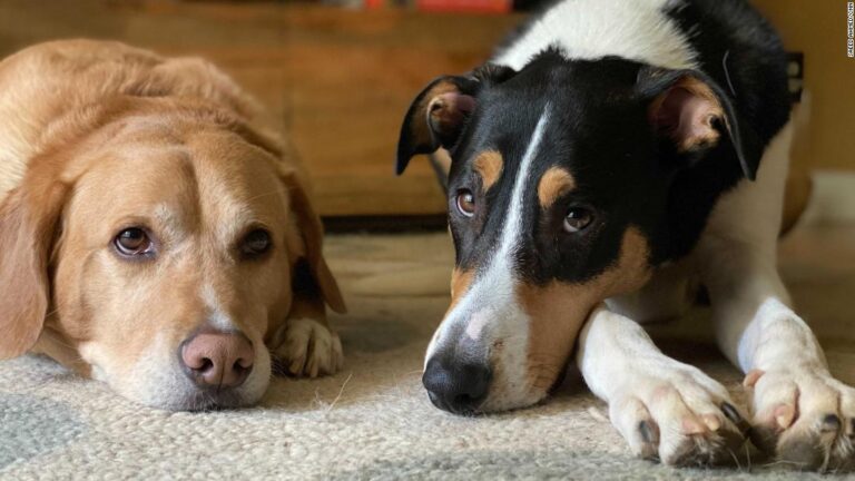 The time has come to start training the pets for your return to work