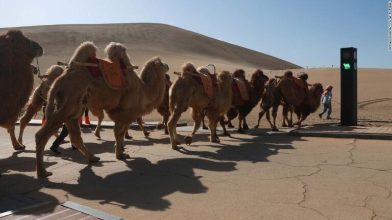 China creates world’s first traffic signal for camels