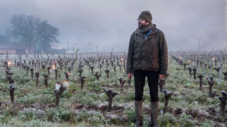 French winemakers face devastation after worst weather in 30 years