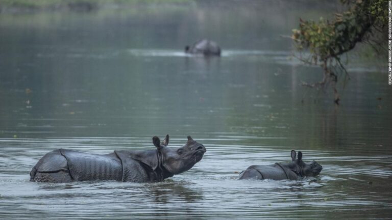 Nepal’s rhino population grows to highest in decades as pandemic pauses tourism