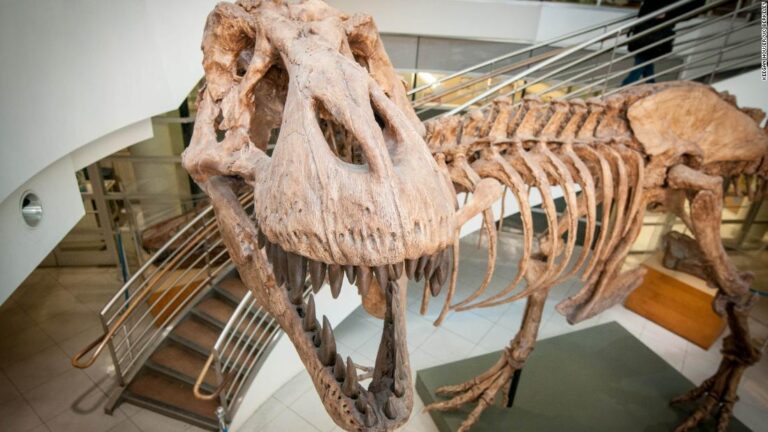 How many T. rex were there? Billions, it turns out