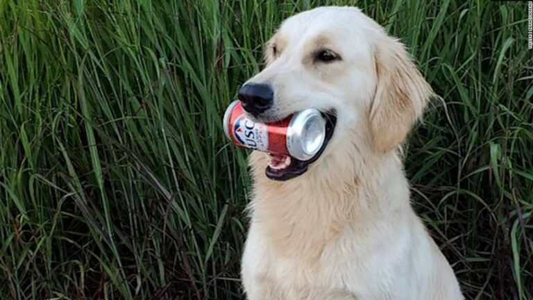 Pet owners pitch their pups to be dog brew’s ‘Chief Tasting Officer’