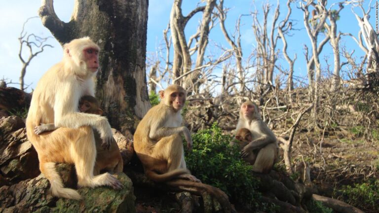 These monkeys formed an unlikely friendship after Hurricane Maria wrecked their home