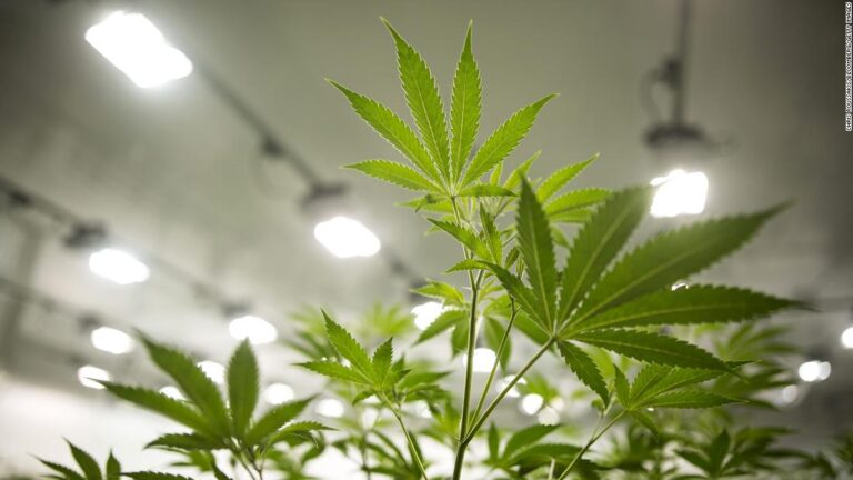 It’s 4/20. Cannabis stocks are smoking hot