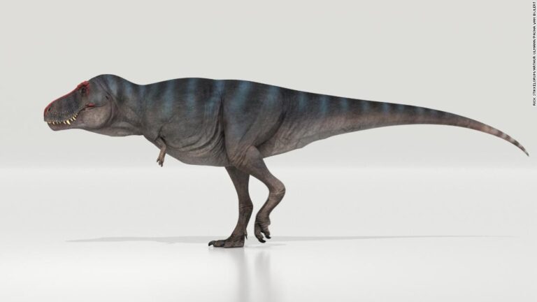 Tyrannosaurus rex walked surprisingly slowly, new study finds