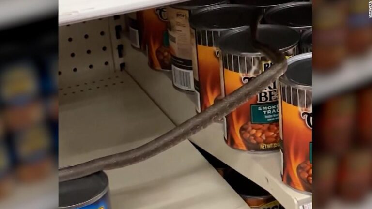Shopper spots snake slithering across cans of beans at Target