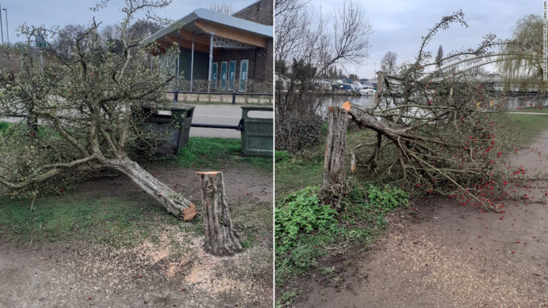 Terror in southern England as dozens of much-loved trees are felled in the dead of night