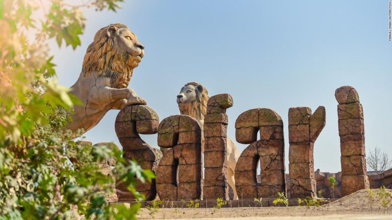 Two lions test positive for Covid-19