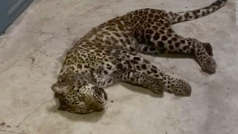 Three leopards escaped a safari park in one of China’s biggest cities. It took staff a week to sound the alarm
