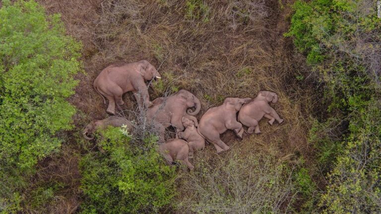 Millions of people in China can’t stop watching a pack of wandering elephants