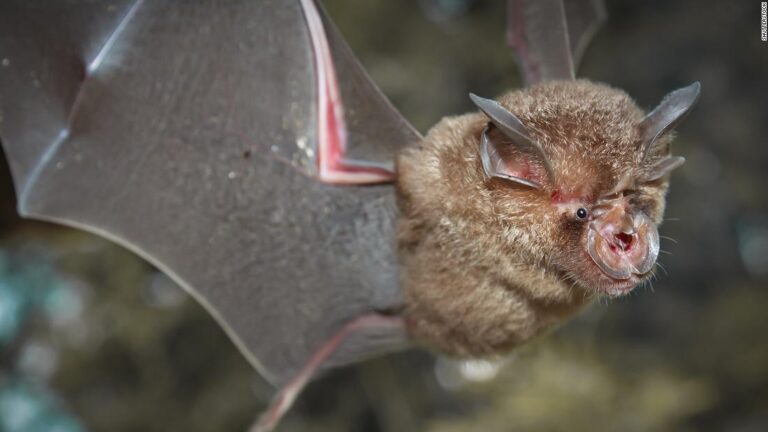 Chinese researchers find batch of new coronaviruses in bats