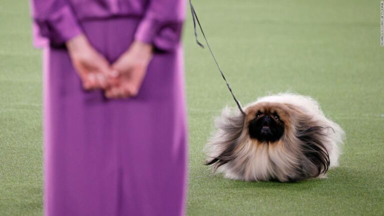Wasabi the Pekingese wins Best in Show at the Westminster Dog Show