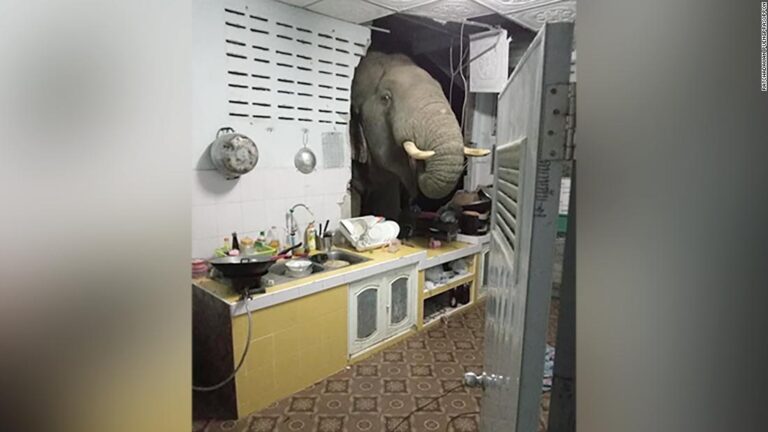 Elephant crashes into a woman’s home in search for food, as natural habitats shrink