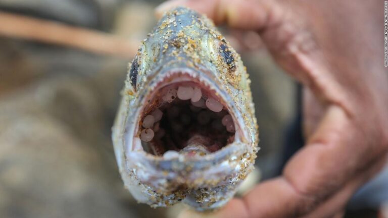 Dead turtles and waves of plastic show Sri Lankan ship disaster’s deep ramifications