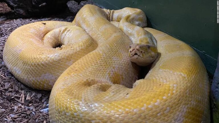 Zoo staff hunt escaped 12-foot Burmese python in US mall