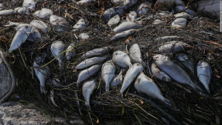 600 tons of marine life have washed up on Florida’s shores