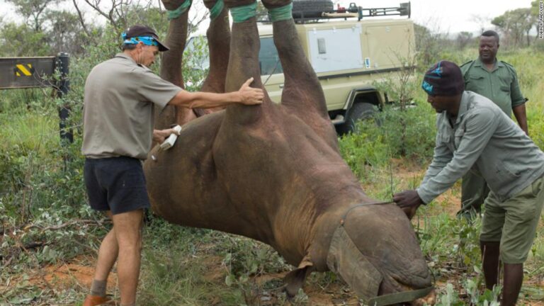 Upside-down rhino experiment wins Ig Nobel Prize