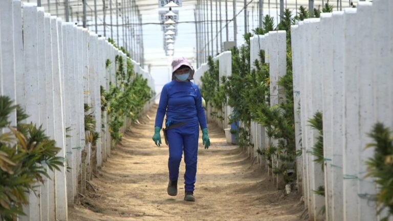 World’s top cocaine producer now wants to export perfectly legal drug