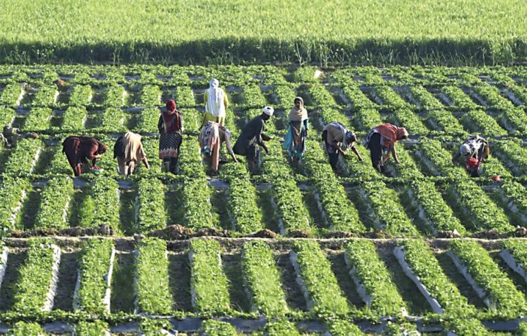 Agritech entrepreneurs set up ‘digital dera’ in heart of Pakistan’s remote farming belt