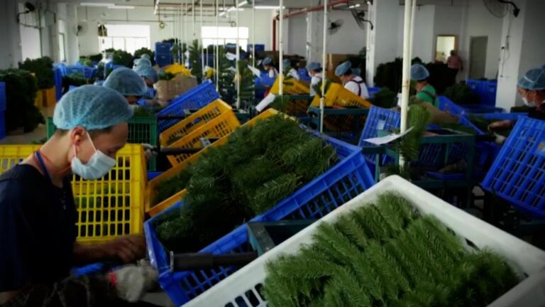 Inside a Chinese Christmas tree factory and why yours could be delayed this year