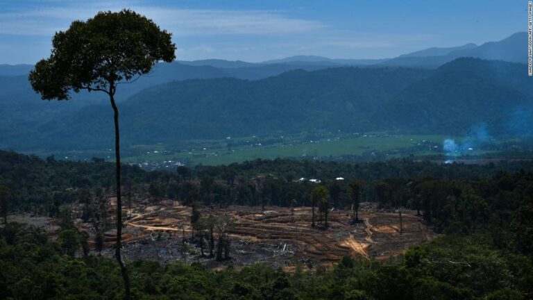 Indonesia signals about-face on climate summit deforestation pledge