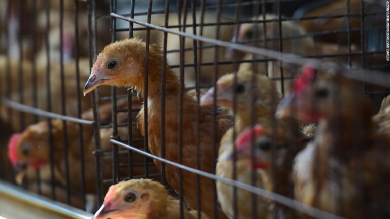 Bird flu spreads in Europe and Asia, putting poultry industry on alert