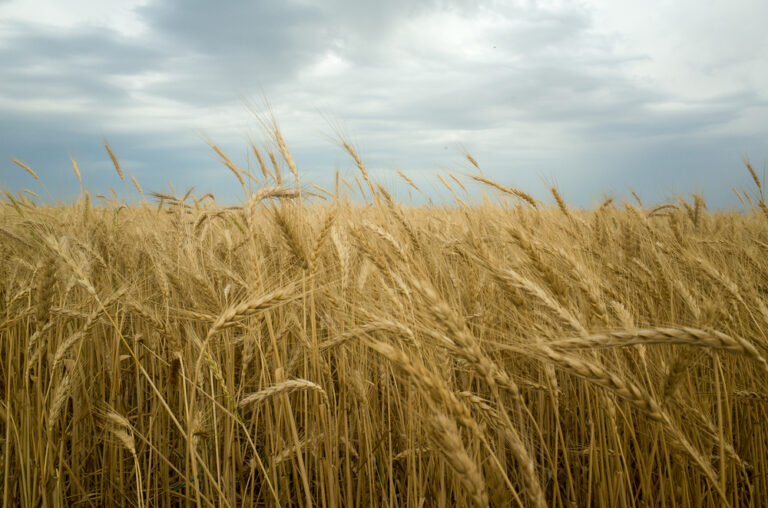 Water scarcity cost Iraq two million tons of wheat in 2021: Minister