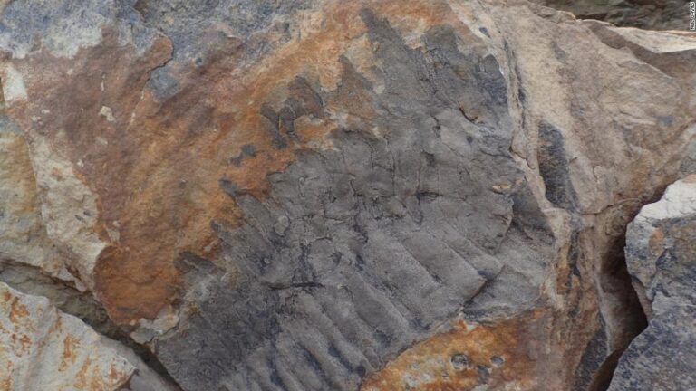 Scientists discover fossil of a giant millipede nearly as long as a car