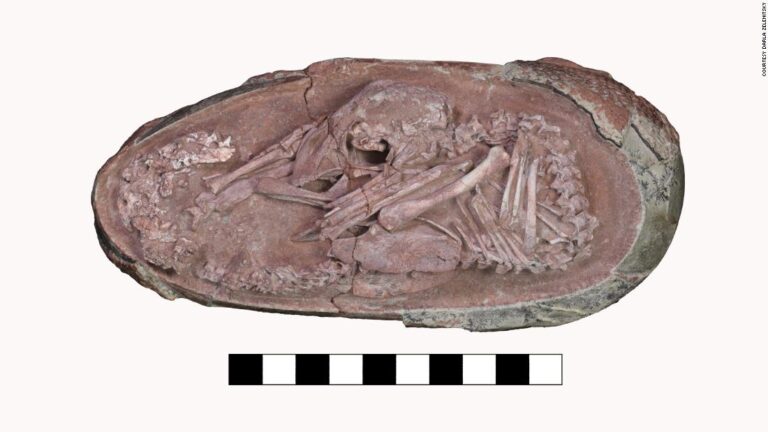 Perfectly preserved baby dinosaur discovered curled up inside its egg