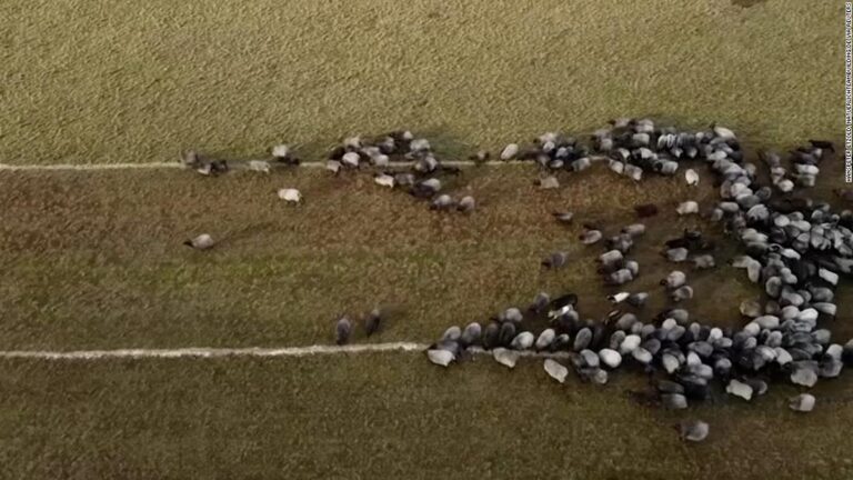 Sheep take part in Covid-19 vaccination campaign