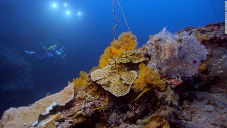 Enormous ‘twilight zone’ coral reef discovered off the coast of Tahiti
