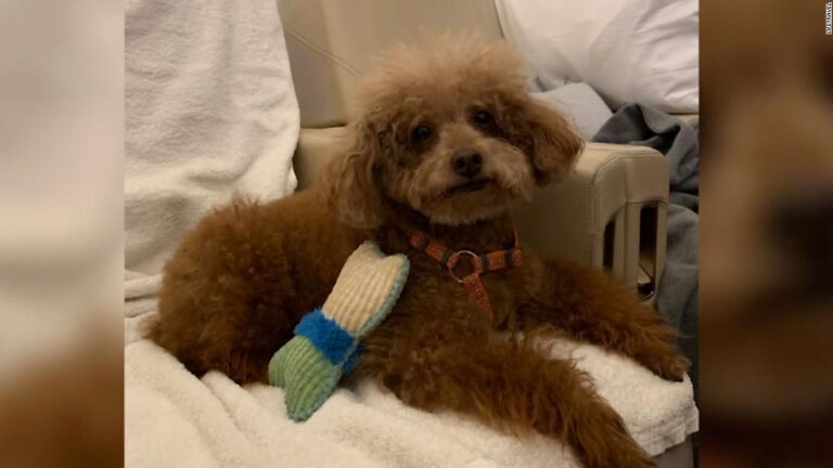 Why people are putting pets on private planes out of Hong Kong