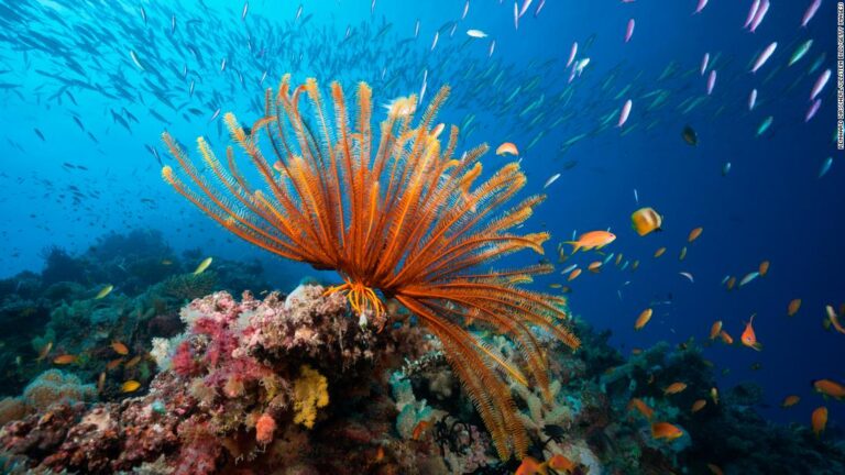 Australia pledges $700M to protect Great Barrier Reef amid climate change threat