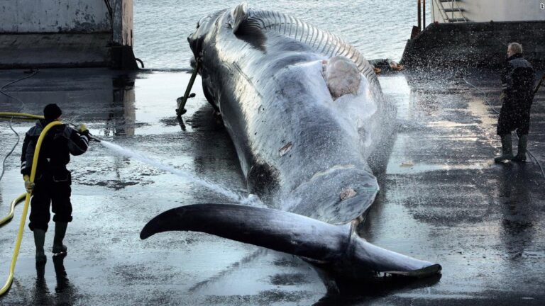 Iceland says it will end whaling from 2024