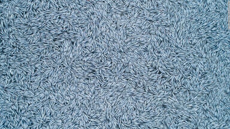 France launches inquiry after spill of over 100,000 dead fish off Atlantic coast